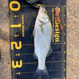 セイゴ（ヒラスズキ）