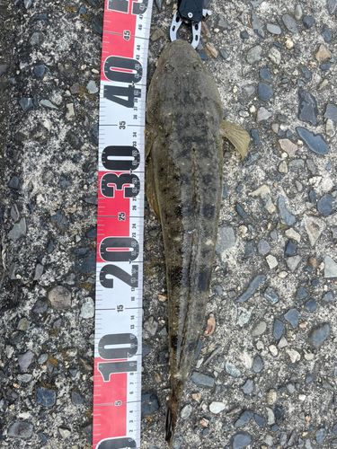マゴチの釣果
