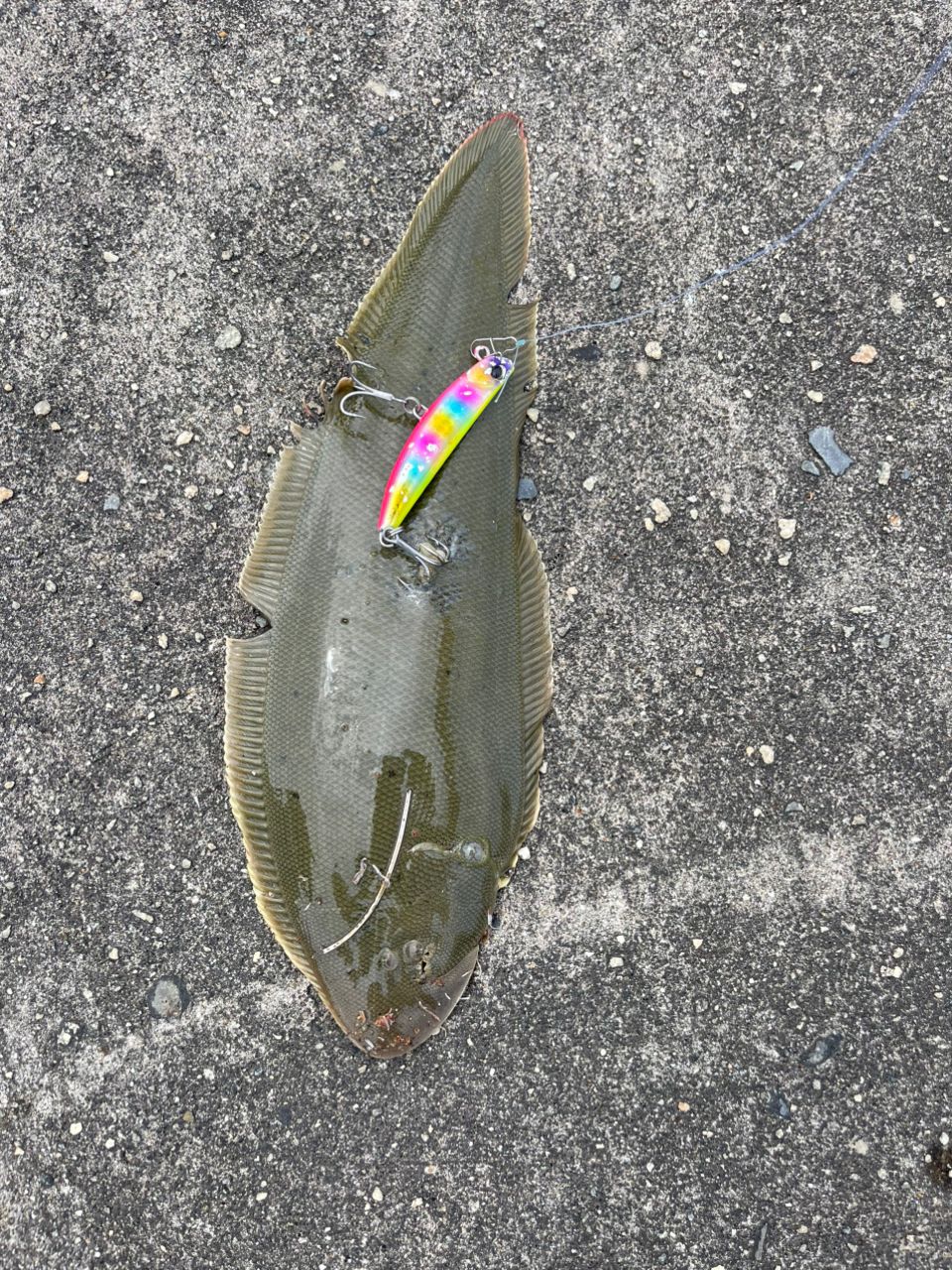 マゴチ