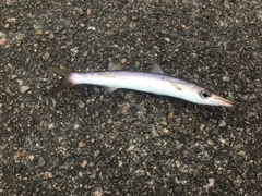 カマスの釣果
