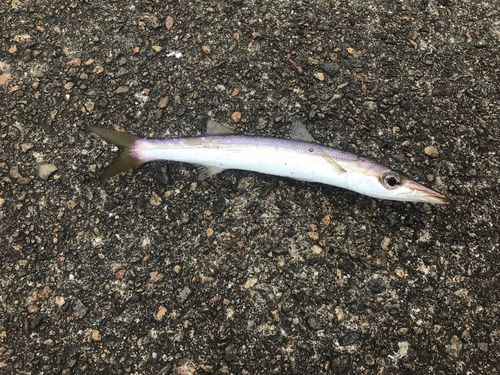 カマスの釣果