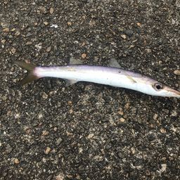 カマス