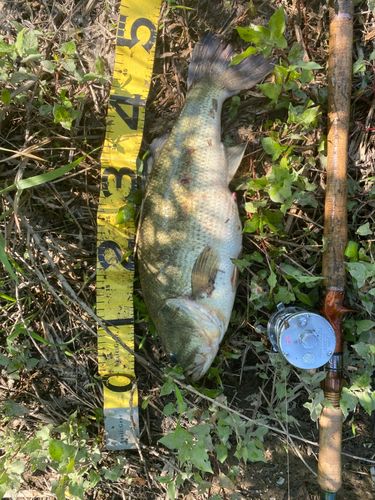 ライギョの釣果