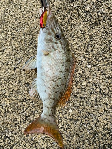 キツネフエフキ