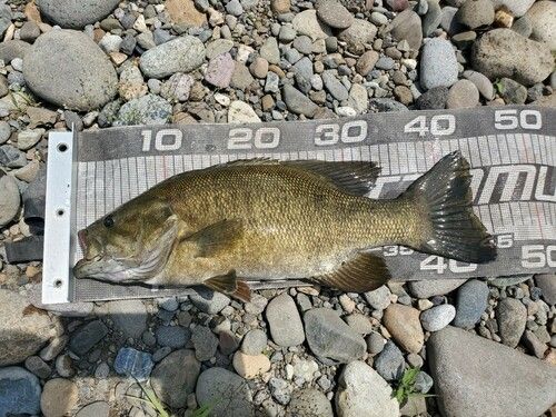 スモールマウスバスの釣果