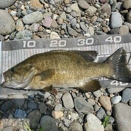 スモールマウスバス