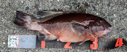 コブダイの釣果