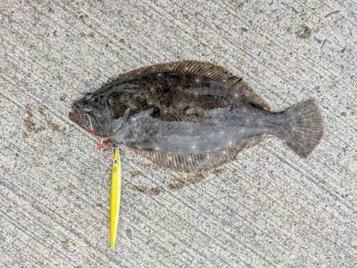 ヒラメの釣果