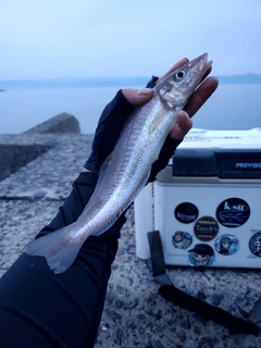 キスの釣果