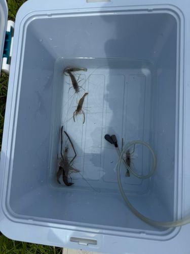 テナガエビの釣果
