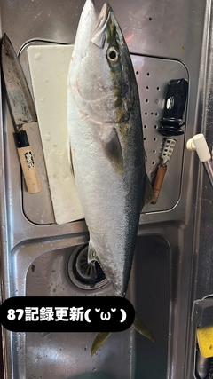 ブリの釣果
