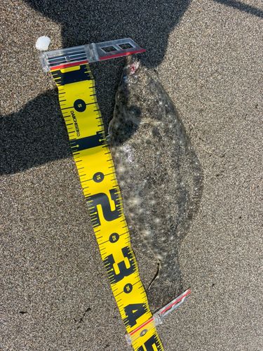 ヒラメの釣果