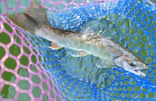 ミヤベイワナの釣果