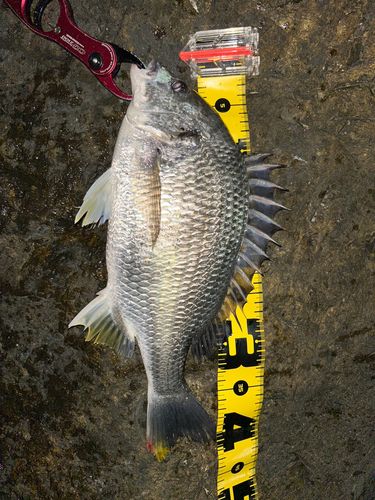 キビレの釣果