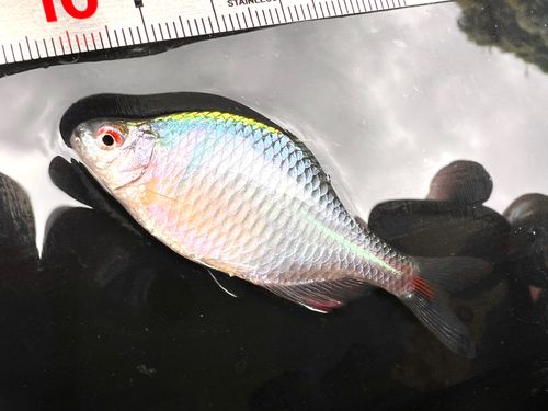 タイリクバラタナゴの釣果