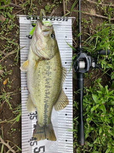 ブラックバスの釣果