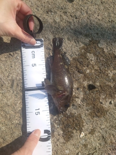 エゾメバルの釣果