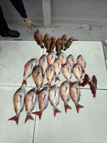 マダイの釣果
