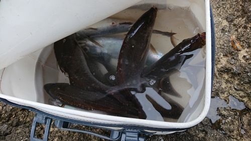 イサキの釣果