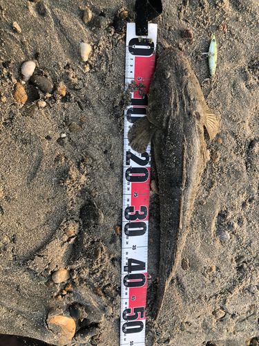 マゴチの釣果