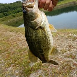 ブラックバス