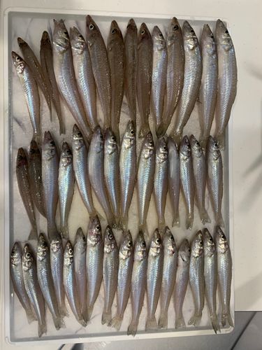 キスの釣果