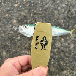 サバ