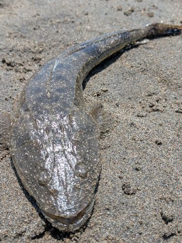 コチの釣果