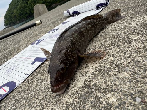 アイナメの釣果