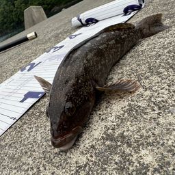 アイナメ
