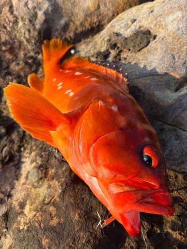 アカハタの釣果