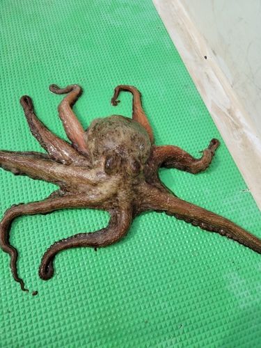 マダコの釣果