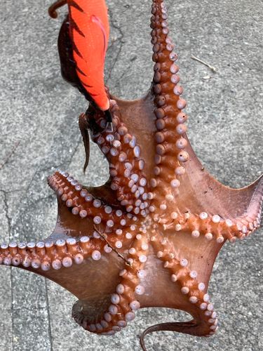 タコの釣果