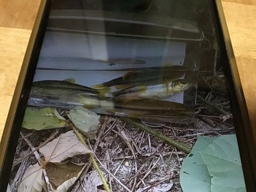 カワムツの釣果