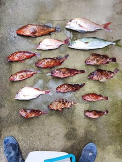 タイの釣果