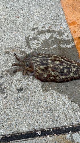 コウイカの釣果