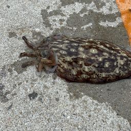 コウイカ