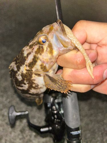 タケノコメバルの釣果
