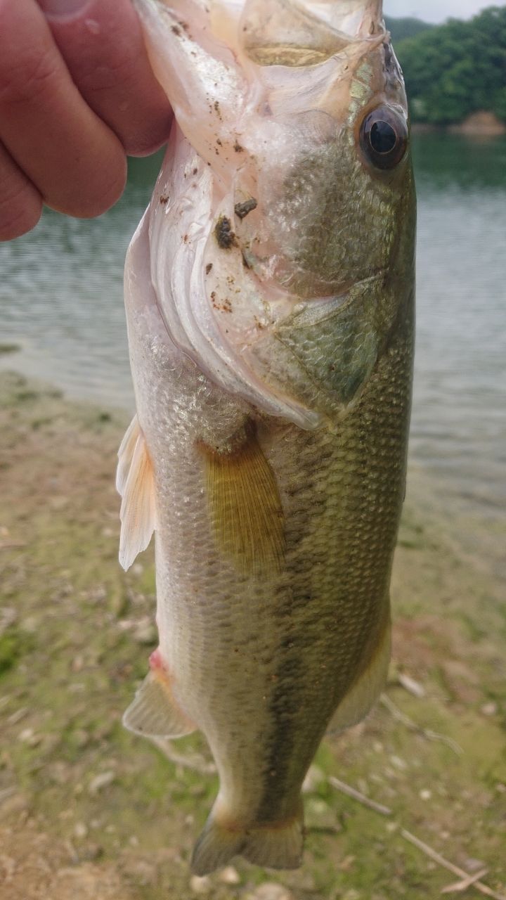 ラージマウスバス