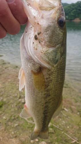 ラージマウスバスの釣果