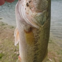 ラージマウスバス