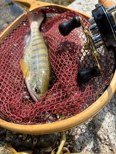 アマゴの釣果