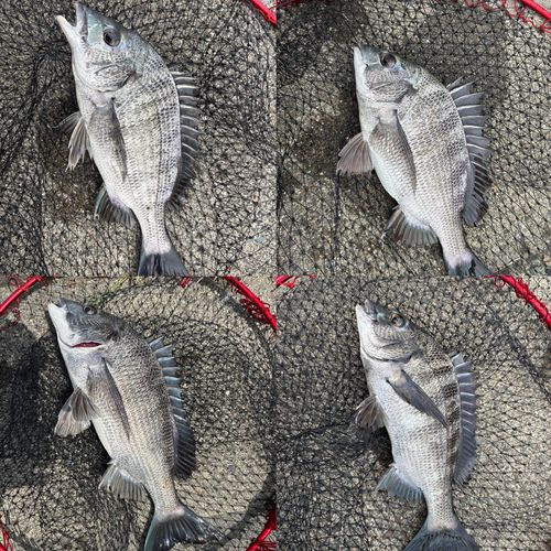 クロダイの釣果