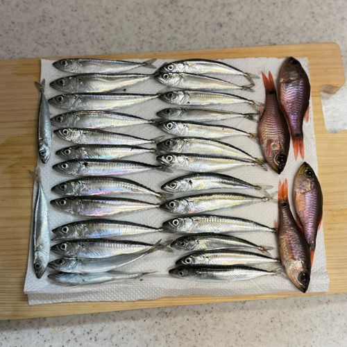 マサバの釣果