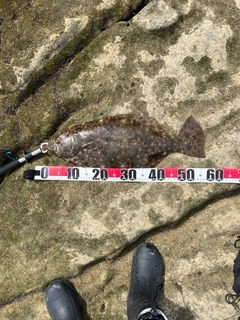 ヒラメの釣果