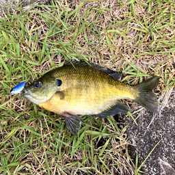 ブルーギル