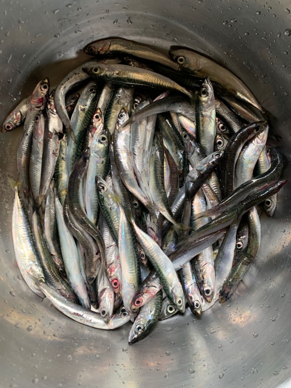 カタクチイワシ