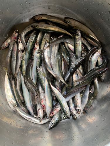 カタクチイワシの釣果
