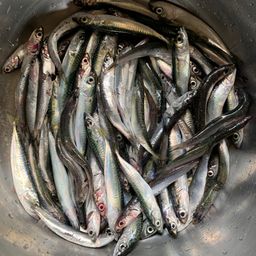 カタクチイワシ
