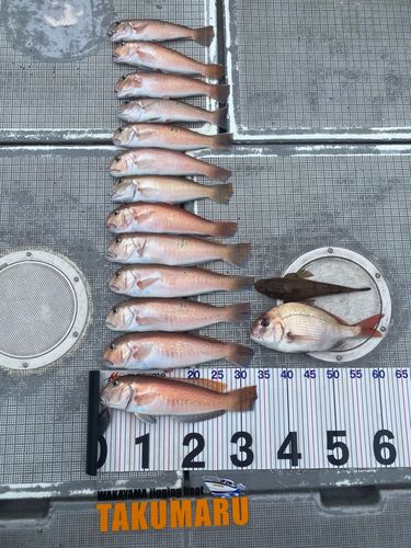 アマダイの釣果